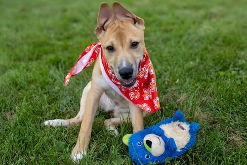 MEG - Pit Bull Terrier / Cattle Dog available for adoption