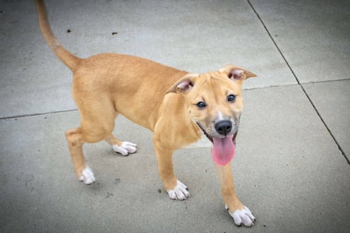 MEG - Pit Bull Terrier / Cattle Dog available for adoption