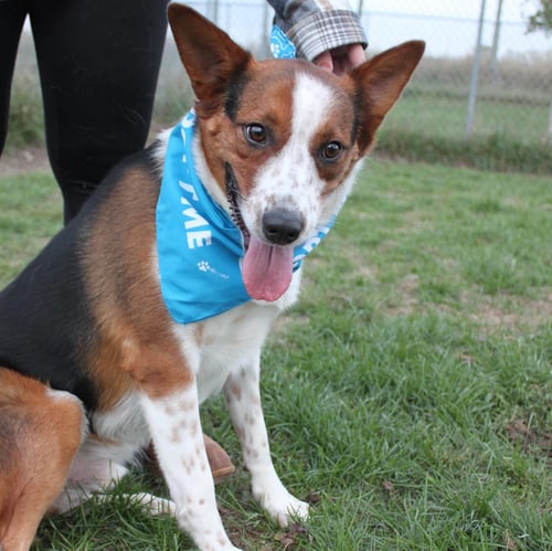ARGO - Australian Shepherd / German Shepherd Dog available for adoption