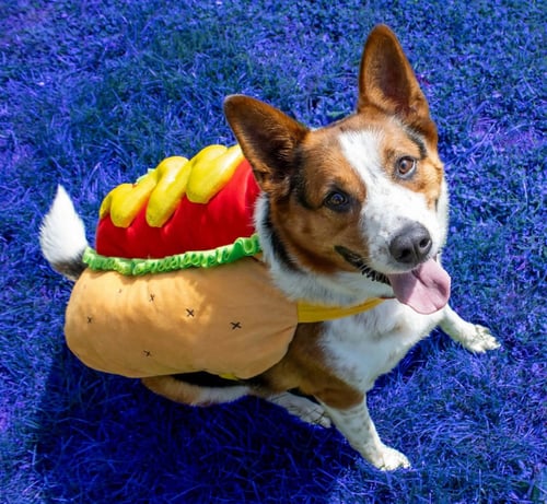 ARGO (LONG-TERM RESIDENT) - Cattle Dog / German Shepherd Dog available for adoption