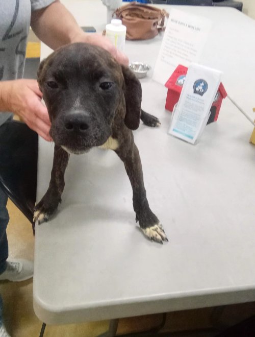 MARISOL - Pit Bull Terrier / Hound available for adoption