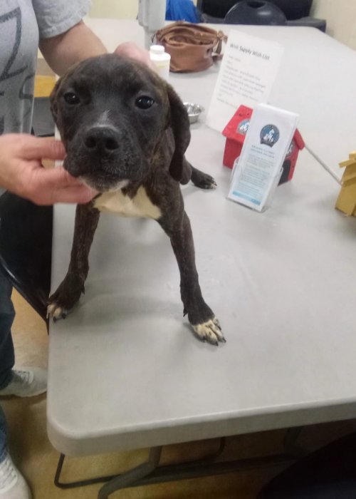 MARISOL - Pit Bull Terrier / Hound for adoption in Rochester