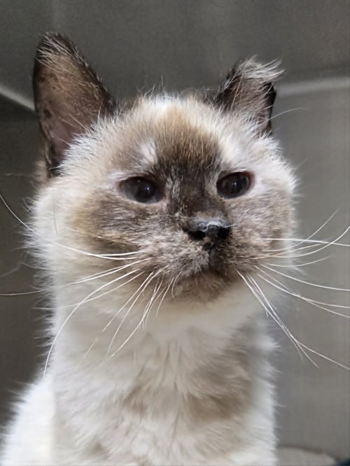 MILDRED - Snowshoe available for adoption