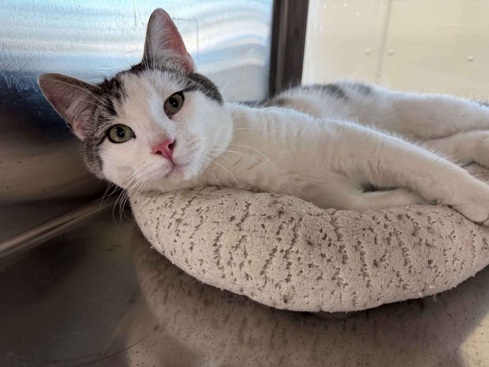 DUNCAN - Domestic Short Hair available for adoption