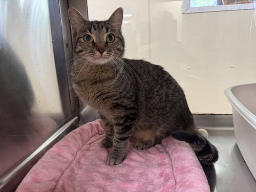 WENDY - Tiger / Domestic Short Hair available for adoption