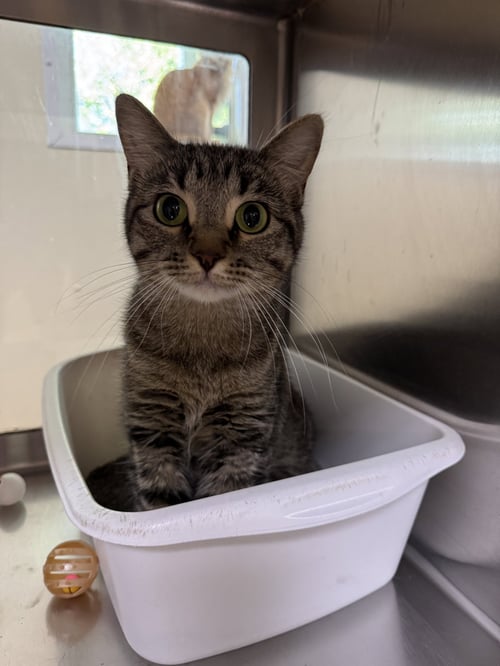 WENDY - Tiger / Domestic Short Hair available for adoption
