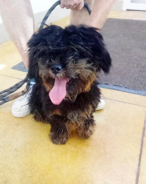 SUKI - Shih Tzu / Yorkshire Terrier Yorkie available for adoption