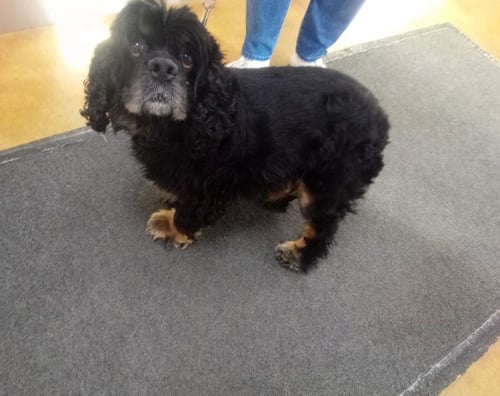 PAISLEY (ADOPTION PENDING) - Cocker Spaniel available for adoption