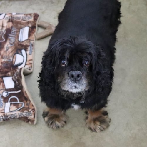 PAISLEY (ADOPTION PENDING) - Cocker Spaniel available for adoption