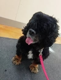 Paisley (adoption pending) - Photo 3