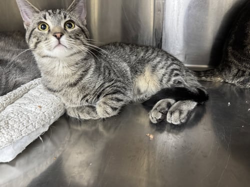 OLIVER - Tiger / Domestic Short Hair available for adoption