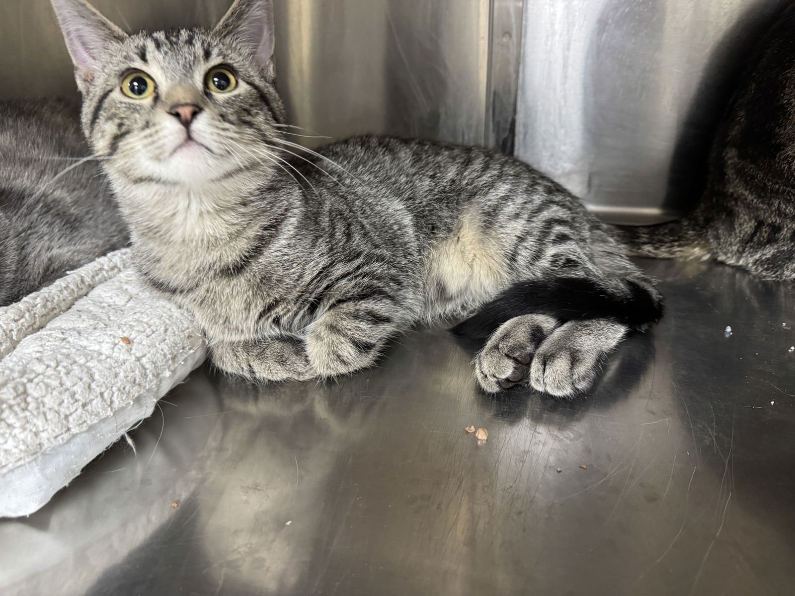 OLIVER - Tiger / Domestic Short Hair available for adoption