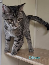 Oliver - Photo 7
