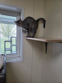 Oliver - Photo 9