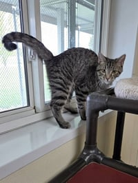 Oliver - Photo 8