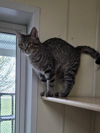 Oliver - Photo 4