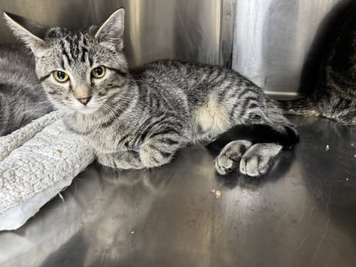 OLIVER - Tiger / Domestic Short Hair available for adoption