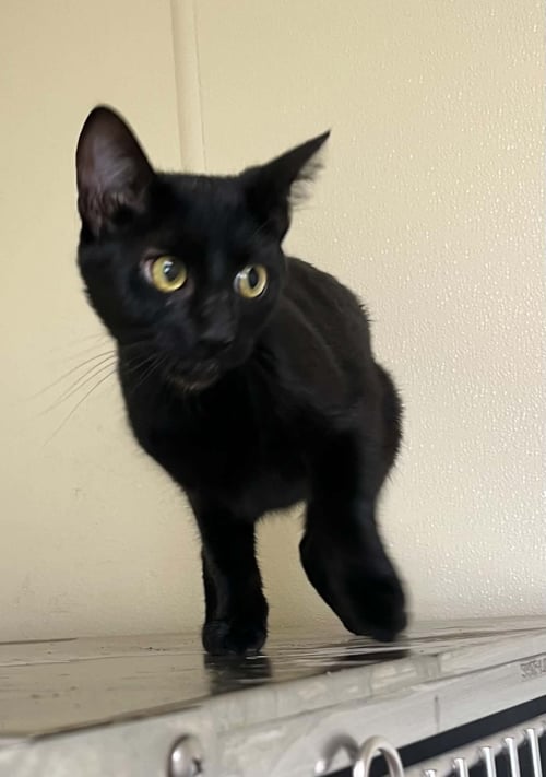 DOLLY - Domestic Short Hair available for adoption