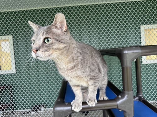 GOOBERT - Tiger / Domestic Short Hair available for adoption