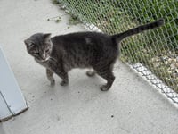 Goobert - Photo 3