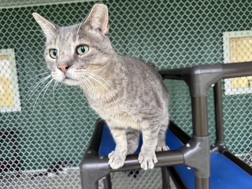 GOOBERT - Tiger / Domestic Short Hair available for adoption