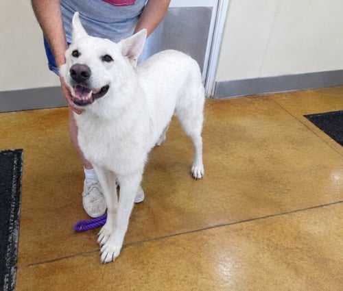 CAESAR - German Shepherd Dog for adoption in Rochester