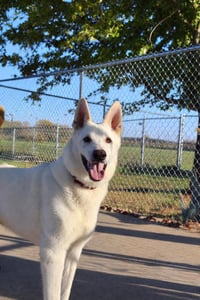 Caesar (adoption pending) - Photo 1