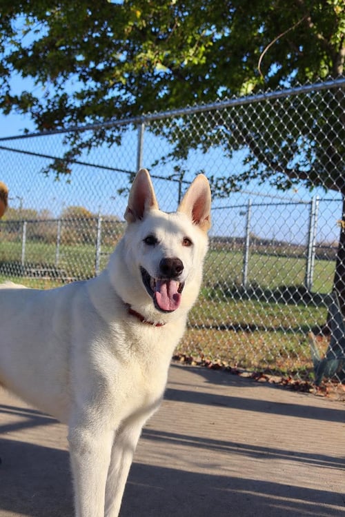 CAESAR - German Shepherd Dog available for adoption