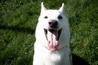 Caesar (adoption pending) - Photo 3