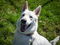 Caesar (adoption pending) - Photo 2