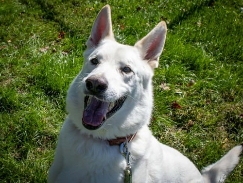 CAESAR - German Shepherd Dog available for adoption