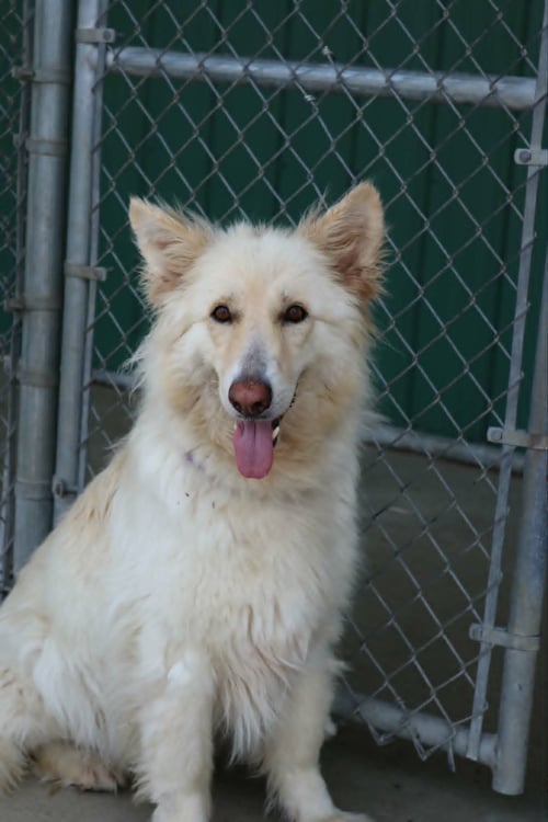 AHRI - German Shepherd Dog / Labrador Retriever available for adoption