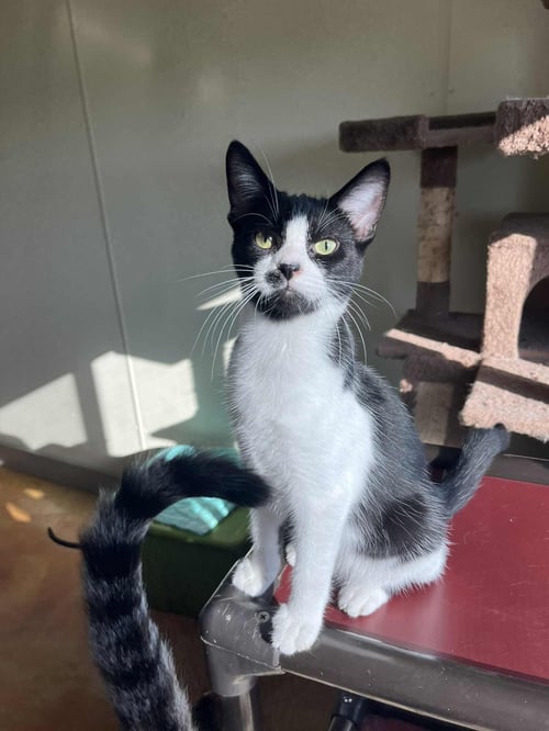 ELI - Domestic Short Hair available for adoption