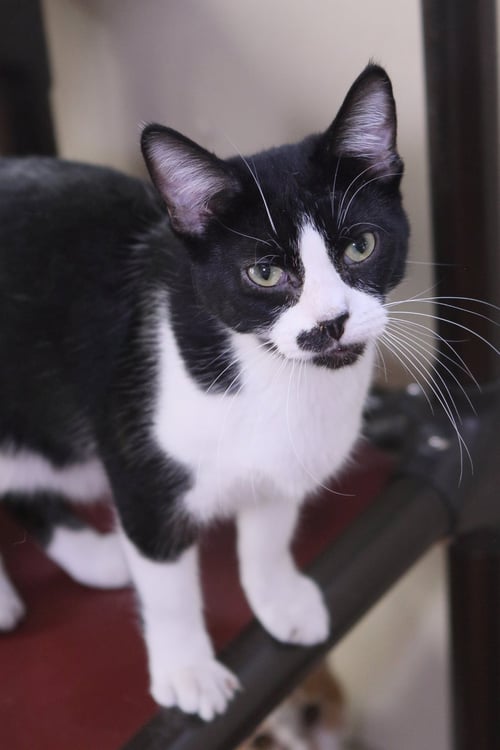 ELI - Domestic Short Hair available for adoption