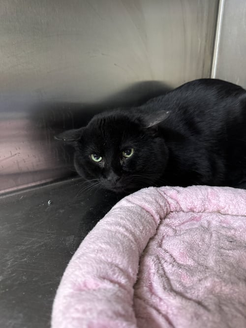 PHIL - Domestic Short Hair available for adoption