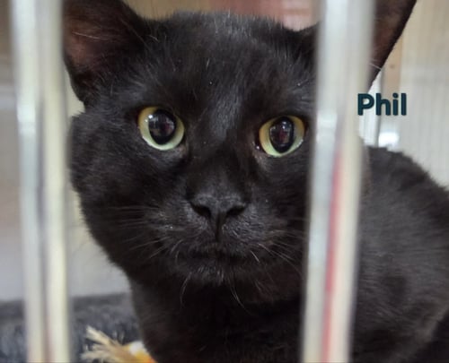 PHIL - Domestic Short Hair available for adoption