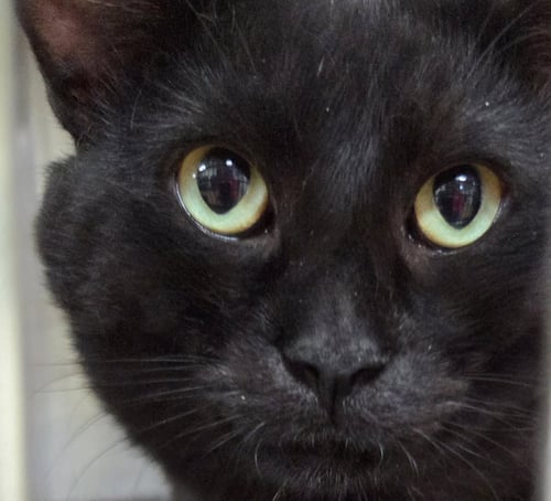 PHIL - Domestic Short Hair available for adoption