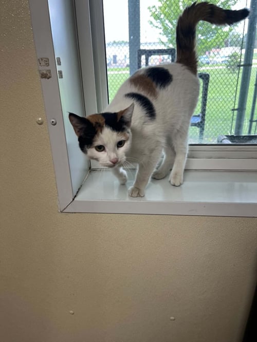 STAR - Calico / Domestic Short Hair available for adoption