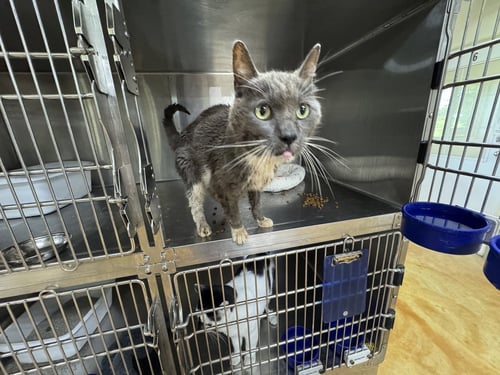 JEFF - Domestic Short Hair available for adoption