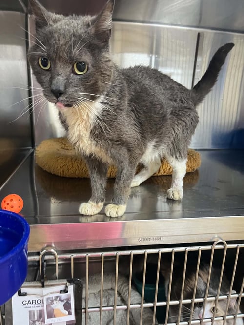 JEFF - Domestic Short Hair for adoption in Rochester