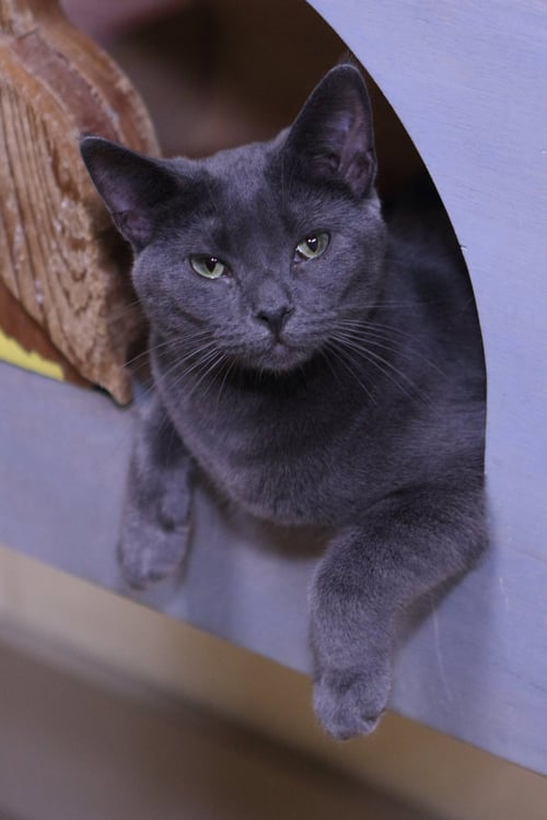 HAYDEN - Domestic Short Hair available for adoption