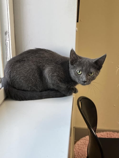 HAYDEN - Domestic Short Hair available for adoption