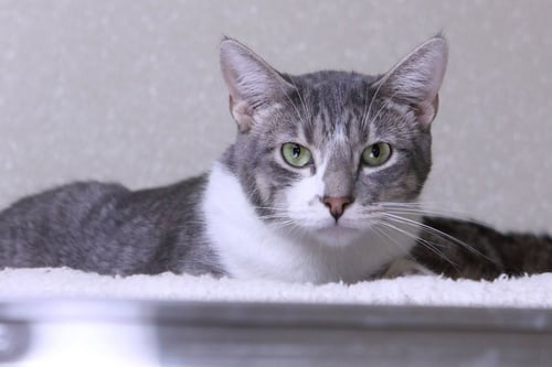 GABE - Domestic Short Hair available for adoption