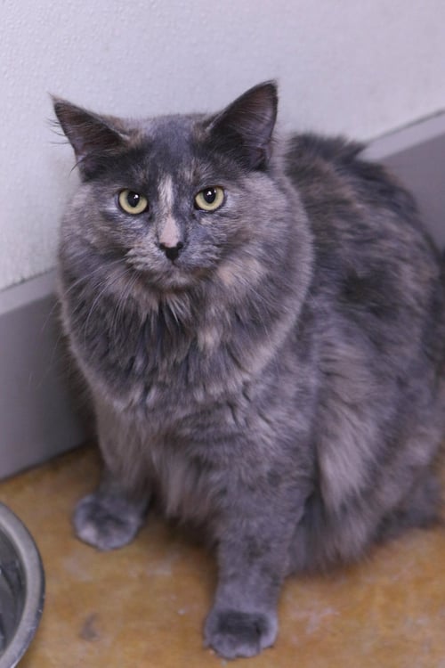 MYLA - Calico / Domestic Short Hair available for adoption