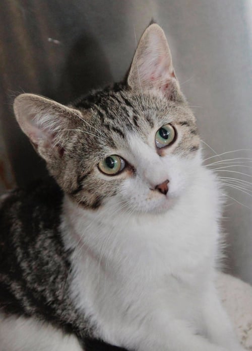HICKORY - Domestic Short Hair available for adoption