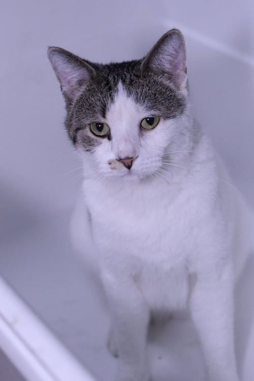 HICKORY - Domestic Short Hair available for adoption