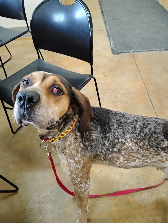 PEGGY - Bluetick Coonhound / Great Dane for adoption in Rochester