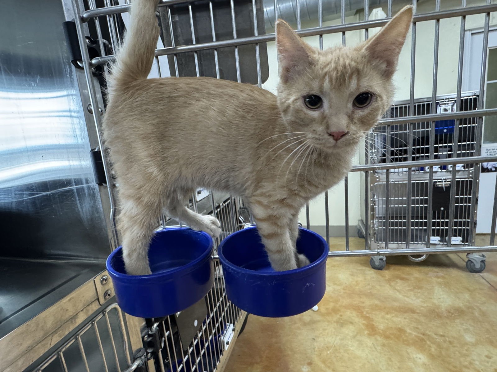 HALLOW - Domestic Short Hair / Tiger available for adoption