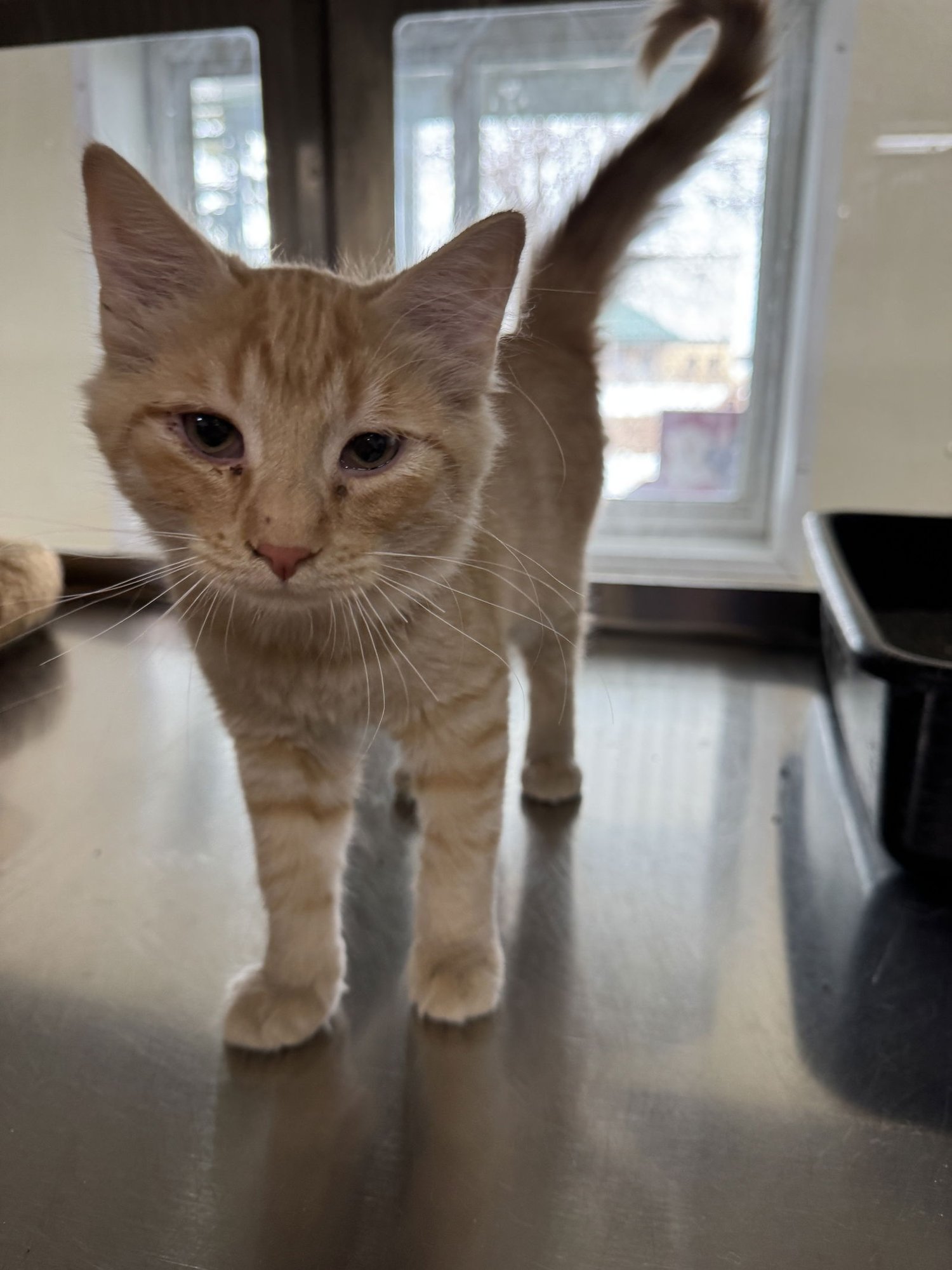 HALLOW - Domestic Short Hair / Tiger available for adoption