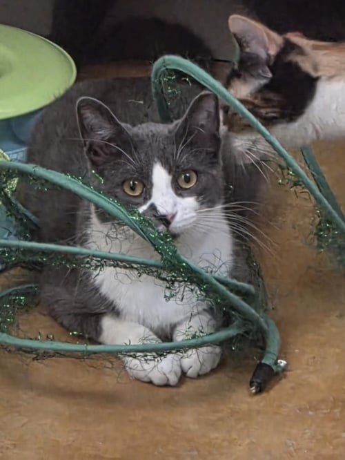 CHACHI - Domestic Short Hair available for adoption